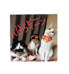 pinkkittycat（個別スタンプ：36）