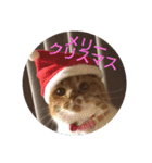 pinkkittycat（個別スタンプ：38）