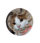 pinkkittycat（個別スタンプ：40）