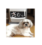 佐藤家のクッキーちゃん（個別スタンプ：3）