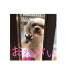 佐藤家のクッキーちゃん（個別スタンプ：5）