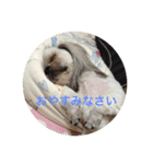 佐藤家のクッキーちゃん（個別スタンプ：8）