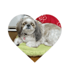 我が家の愛犬のまるちゃん（個別スタンプ：1）