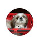 我が家の愛犬のまるちゃん（個別スタンプ：2）