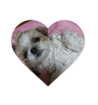 我が家の愛犬のまるちゃん（個別スタンプ：3）