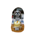 我が家の愛犬のまるちゃん（個別スタンプ：4）