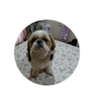 我が家の愛犬のまるちゃん（個別スタンプ：5）