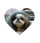 我が家の愛犬のまるちゃん（個別スタンプ：7）