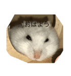 はむさんず（個別スタンプ：5）