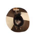 ポメラニアンのちっぷ君です。（個別スタンプ：5）