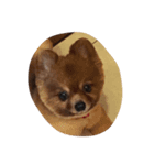 ポメラニアンのちっぷ君です。（個別スタンプ：7）