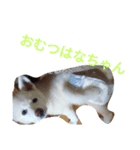 family cats and dog2（個別スタンプ：3）