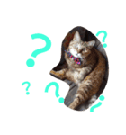 family cats and dog2（個別スタンプ：6）