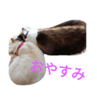 family cats and dog2（個別スタンプ：8）