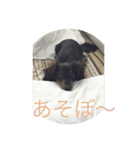 バーニィの呟き（個別スタンプ：1）