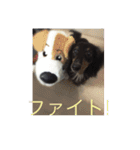 バーニィの呟き（個別スタンプ：10）