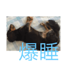 バーニィの呟き（個別スタンプ：23）