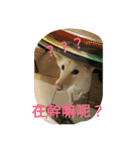 My dog Si-Ro（個別スタンプ：2）