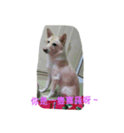 My dog Si-Ro（個別スタンプ：13）