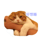cat cat！！！（個別スタンプ：2）