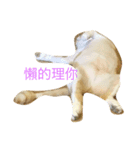 cat cat！！！（個別スタンプ：3）