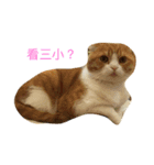 cat cat！！！（個別スタンプ：5）