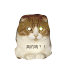 cat cat！！！（個別スタンプ：6）