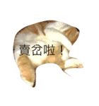 cat cat！！！（個別スタンプ：7）