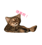 Egg's animals（個別スタンプ：1）