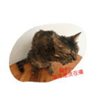 Egg's animals（個別スタンプ：5）