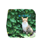 Egg's animals（個別スタンプ：6）