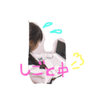 saaya47（個別スタンプ：3）
