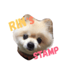 ポメりん stamp（個別スタンプ：1）