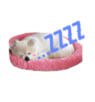 ポメりん stamp（個別スタンプ：2）