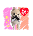ポメりん stamp（個別スタンプ：5）