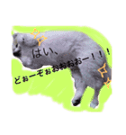 ポメりん stamp（個別スタンプ：8）