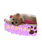 ポメりん stamp（個別スタンプ：9）