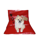 ポメりん stamp（個別スタンプ：11）
