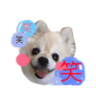 ポメりん stamp（個別スタンプ：16）