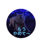 クロさんの呟き3（個別スタンプ：3）