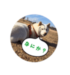 クロさんの呟き3（個別スタンプ：4）