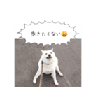 クロさんの呟き3（個別スタンプ：8）