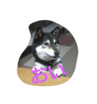 可愛い柴犬3（個別スタンプ：1）