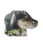 可愛い柴犬3（個別スタンプ：3）