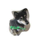 可愛い柴犬3（個別スタンプ：4）