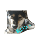 可愛い柴犬3（個別スタンプ：6）
