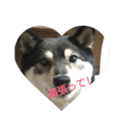 可愛い柴犬3（個別スタンプ：8）