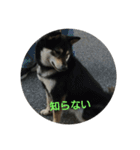 可愛い柴犬3（個別スタンプ：12）