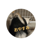 可愛い柴犬3（個別スタンプ：13）