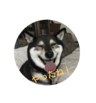 可愛い柴犬3（個別スタンプ：14）
